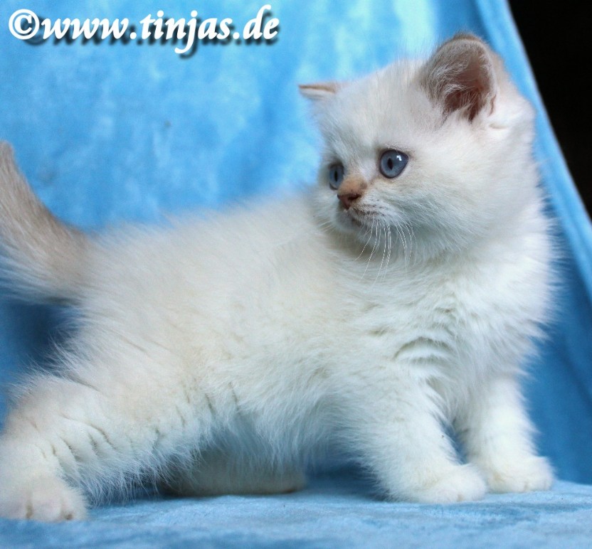 Britisch Kurzhaar Katzenbabys